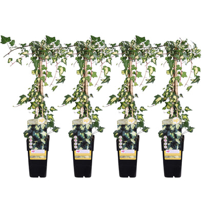 4x Efeu 'Dentata Variegata' ↨65cm im 15er Topf