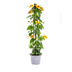 4x Thunbergia alata Sunny Susy Orange, Ø13cm, 60cm hoch Bild 1