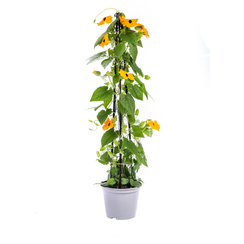 4x Thunbergia alata Sunny Susy Orange, Ø13cm, 60cm hoch
