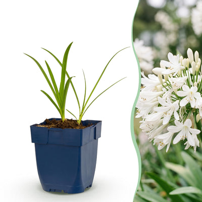 Green boutiQ - Perennial - Agapanthus africanus Albus - African Lily - Bee and Butterfly Attractors - White - 24 Plants - Pot 11cm - Height 15-25cm