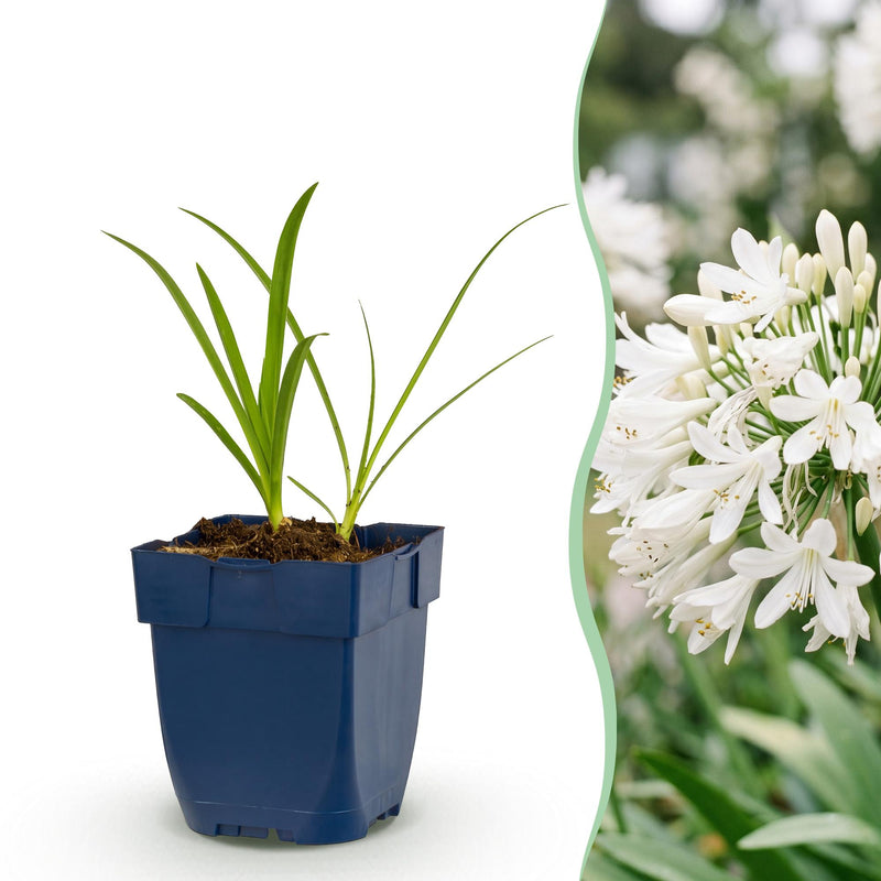 Green boutiQ - Perennial - Agapanthus africanus Albus - African Lily - Bee and Butterfly Attractors - White - 24 Plants - Pot 11cm - Height 15-25cm