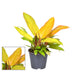 Philodendron Prince of Orange – Ø14cm pot, 35cm high Bild 2