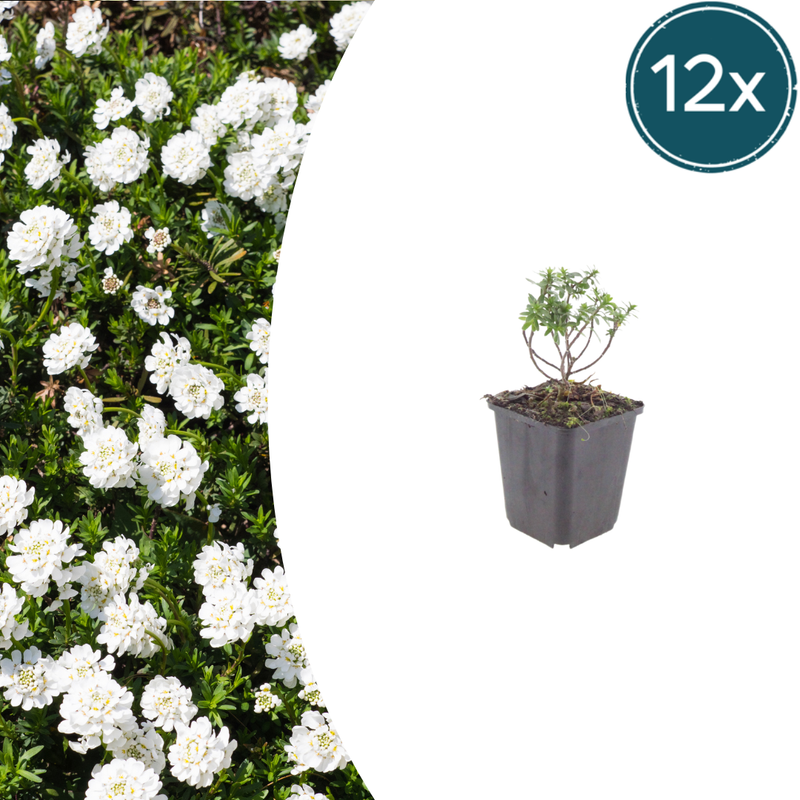 12x Immergrüne Schleifenblume 'Schneeflocke' ↕10-25cm Ø9cm