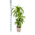 Dracaena Deremensis Hawaiian Sunshine Ø21cm | 90-110cm Höhe Bild 2
