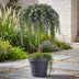 GreenboutiQ Rosmarinus officinalis Prostratus Standard, 90cm, Purple Blossom, Winter Hardy Bild 6