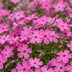 Green boutiQ - Stauden - Phlox MacDaniel's Cushion - Flammenblume - Bodendecker - Dunkelrosa - 1 Pflanze - Topf 11cm - Höhe 15-25cm Bild 10