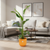 Kombi-Angebot - Strelitzia Nicolai inklusive Topf elho Jazz Round Gelb Ø23 - 100 cm Bild 2