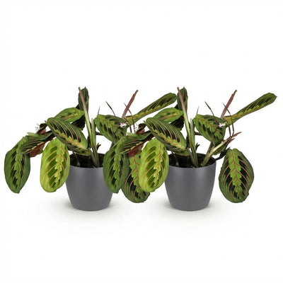 Green BoutiQ Maranta Fascinator Tricolour - 2 Pflanzen m. Topf