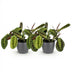 Green BoutiQ Maranta Fascinator Tricolor - 2 plants with pot Bild 2
