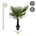 Hanfpalme Trachycarpus Fortuneii 160-180cm, Ø30 cm Bild 2