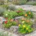 6x Delosperma Mix (Mittagsblume) Ø7cm, 10-12cm hoch Bild 4