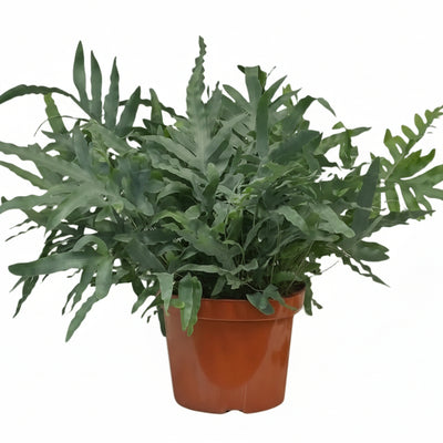 Phlebodium Blue Star Farn - Ø26cm - 80cm