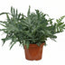 Phlebodium Blue Star Farn - Ø26cm - 80cm Bild 1