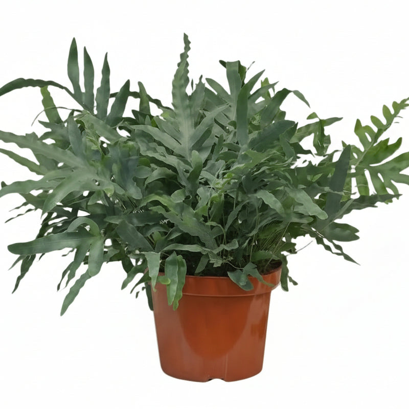 Phlebodium Blue Star Farn - Ø26cm - 80cm