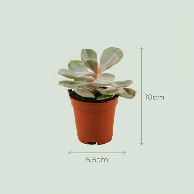 Mini Sukkulenten Mix: 9 Stück im Terrakotta-Topf, Ø 8,1 cm