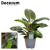 Philodendron Maximus (Decorum) – Ø14cm Topf, 30cm Höhe Bild 2