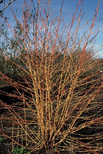 12x Cornus 'Anny's Winter Orange' - Winterharter Strauch, leuchtende Zweige