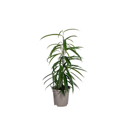 Ficus Binnendijkii Alii Ø17cm | Eleganter Zimmerbaum für helle Räume