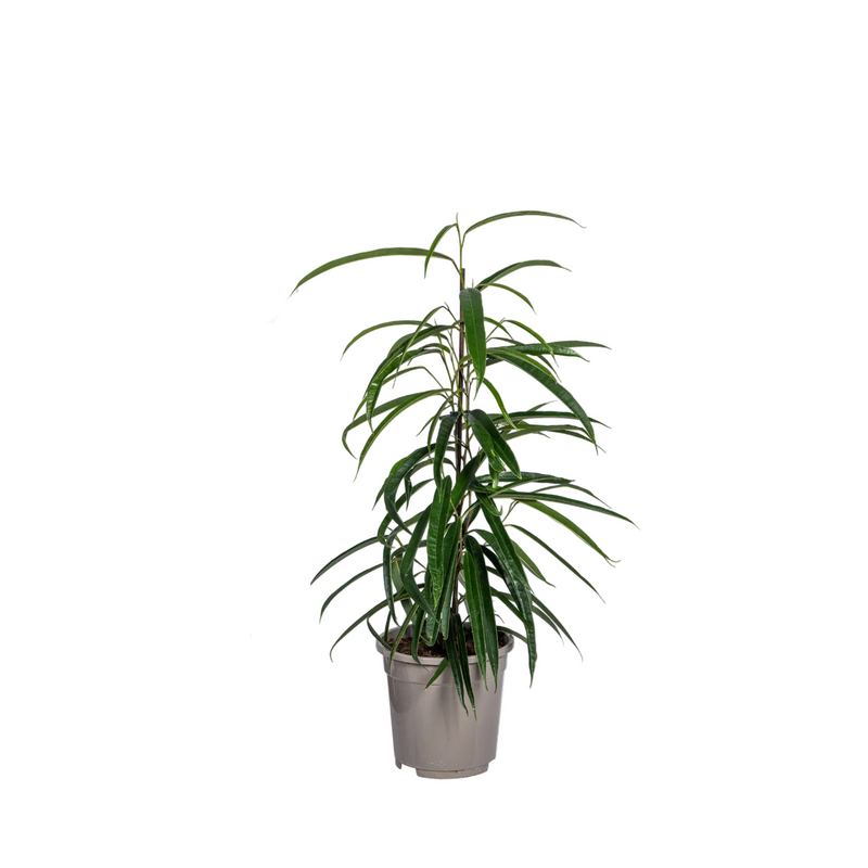 Ficus Binnendijkii Alii Ø17cm | Eleganter Zimmerbaum für helle Räume