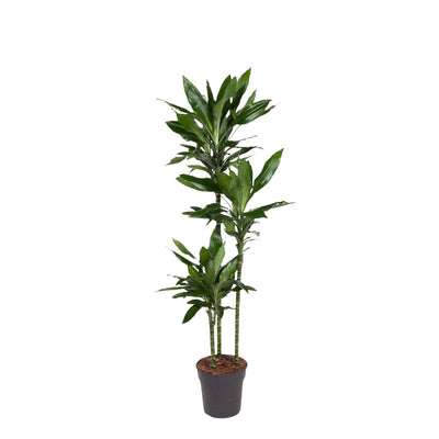 Dracaena Janet Lind, 150-160 cm, Topfgröße Ø24
