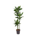 Dracaena Janet Lind, 150-160 cm, Topfgröße Ø24 Bild 1