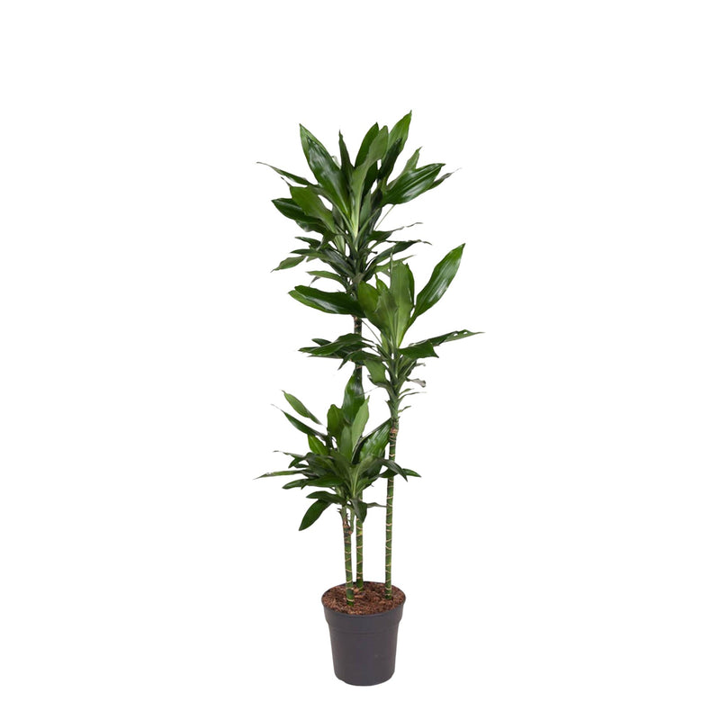 Dracaena Janet Lind, 150-160 cm, Topfgröße Ø24
