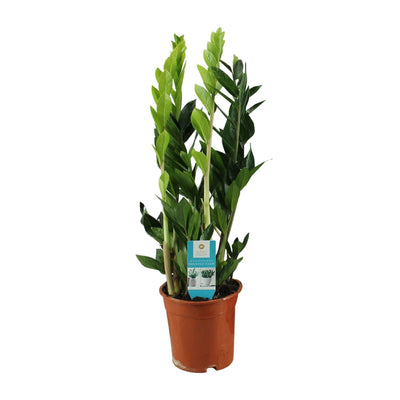 ZZ Pflanze Glücksfeder 65 cm, pflegeleicht & robust