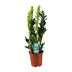 ZZ Plant Lucky Feather 65 cm, easy to care for & robust Bild 1