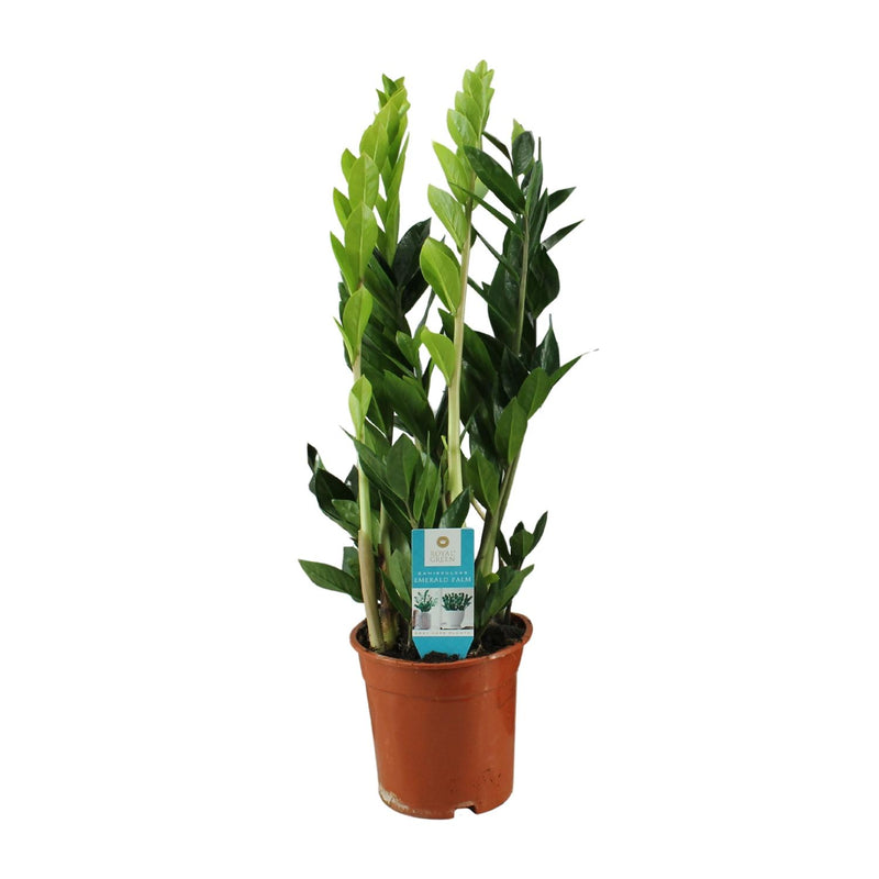 ZZ Plant Lucky Feather 65 cm, easy to care for & robust