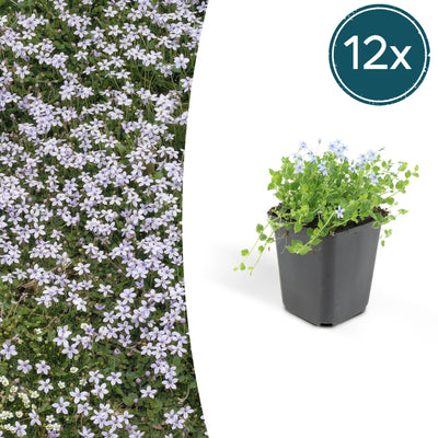 12x Isotoma fluviatilis Blaue Sternteppich Bodendecker, 10-25cm, Ø9cm