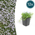 12x Isotoma fluviatilis Blaue Sternteppich Bodendecker, 10-25cm, Ø9cm Bild 1