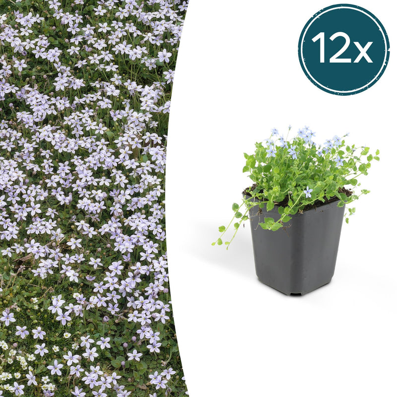 12x Isotoma fluviatilis Blaue Sternteppich Bodendecker, 10-25cm, Ø9cm