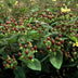 60x Hypericum inodorum - ↕10-25cm - Ø9cm Bild 6