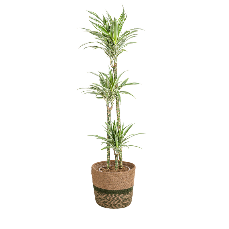 Dracaena Deremensis White Stripe Korb Ø24cm, 130-150cm