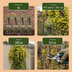 6x Winterjasmin (Jasminum nudiflorum) - Gelbe Kletterpflanze Ø9cm Bild 6