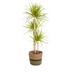 Dracaena Marginata Sunray: Tropische Schönheit im Korb Ø24cm (130-150cm) Bild 1