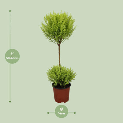 Cupressus Goldcrest Wilma Zypresse, Ø14cm, ↕60cm