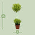 Cupressus Goldcrest Wilma Zypresse, Ø14cm, ↕60cm Bild 2