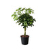 Schefflera Gold Capella Houseplant - Ø21cm - ↕75cm Bild 1