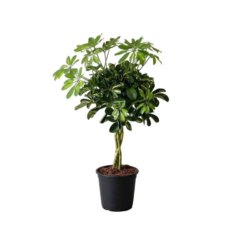 Schefflera Gold Capella Houseplant - Ø21cm - ↕75cm