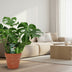 Monstera Deliciosa – Tropical Flair & Air Purifier Bild 3