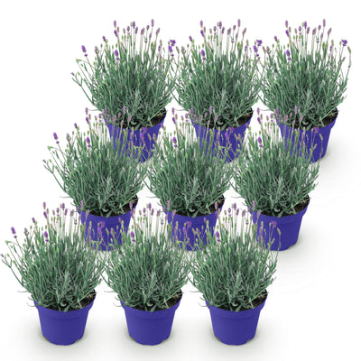 9x Lavendel 'Hidcote' - Winterhart, Lila, Duftend, 20-25cm