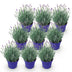 9x Lavendel 'Hidcote' - Winterhart, Lila, Duftend, 20-25cm Bild 2