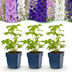 Green boutiQ - Perennial - Delphinium Tricolour - Larkspur - Bee and butterfly attractors - Purple - Pink - White - 24 Plants - Pot 11cm - Height 15-25cm Bild 2