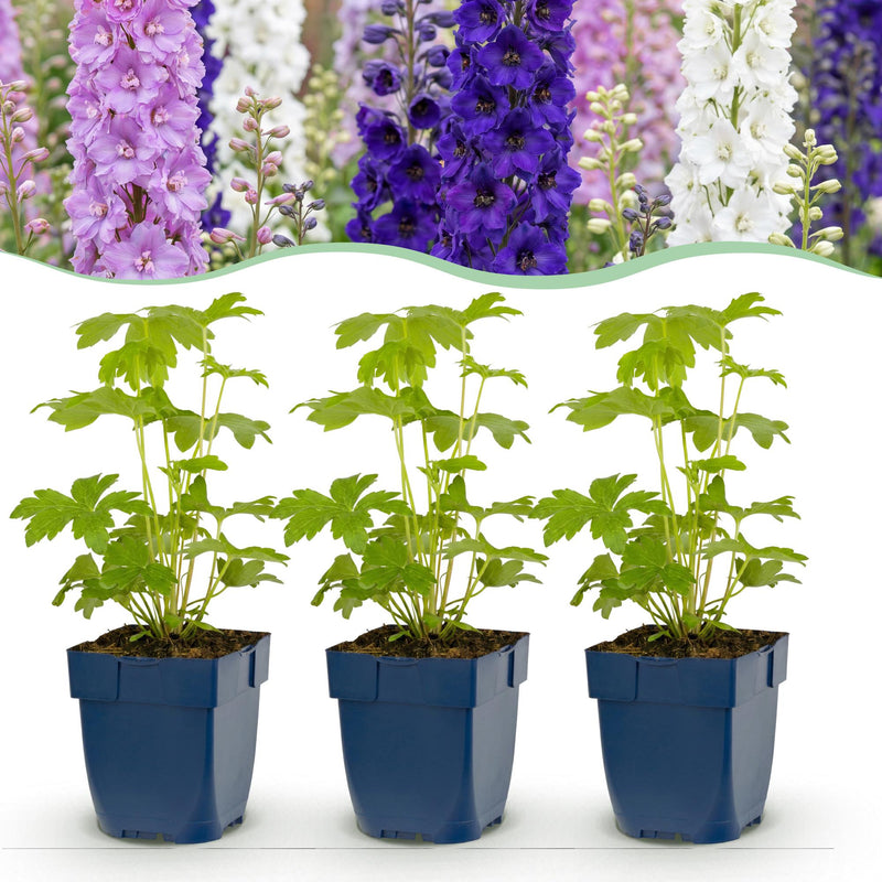 Green boutiQ - Perennial - Delphinium Tricolour - Larkspur - Bee and butterfly attractors - Purple - Pink - White - 24 Plants - Pot 11cm - Height 15-25cm