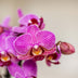 Kolibri Orchids | Purple Vienna Orchid + Bloom Cachepot purple – Pot size Ø9cm | flowering houseplant – fresh from the grower Bild 5