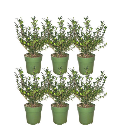 Plants by Frank: Ilex crenata 'Jenny' Heckenpflanzen-Set (6 Stück)