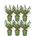 Plants by Frank: Ilex crenata 'Jenny' Heckenpflanzen-Set (6 Stück) Bild 1