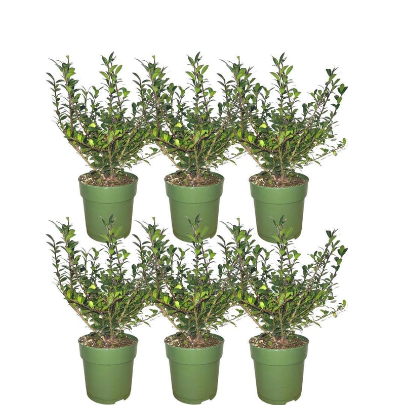 Plants by Frank: Ilex crenata 'Jenny' Heckenpflanzen-Set (6 Stück)