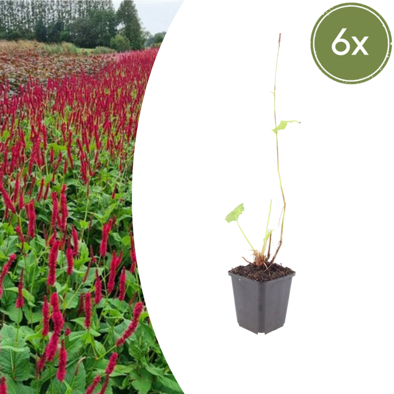 6x Persicaria 'Blackfield' Perennial ↕10-25cm Ø9cm